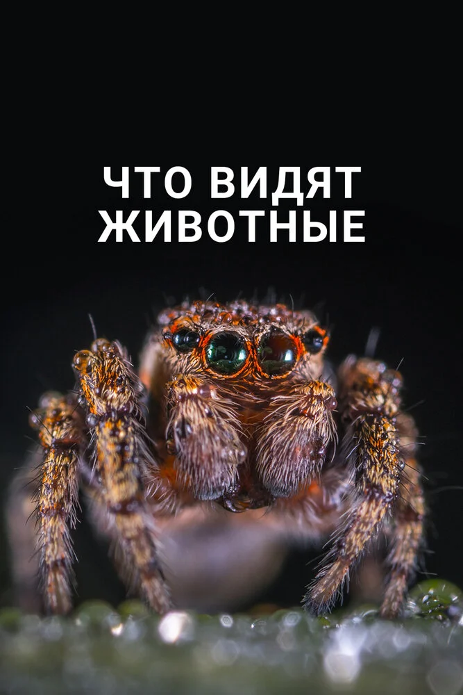 Что видят животные (2018)
